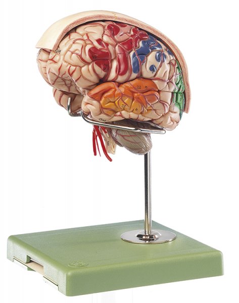 Cerebro con arterias, hoz del cerebro e identificación cromática de los campos de la corteza.