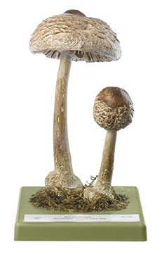 Macrolepiota rhacodes