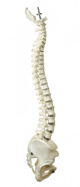 Columna vertebral con pelvis