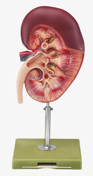 Right Kidney