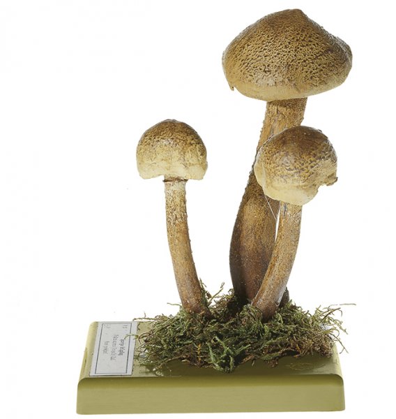 Pholiota squarrosa