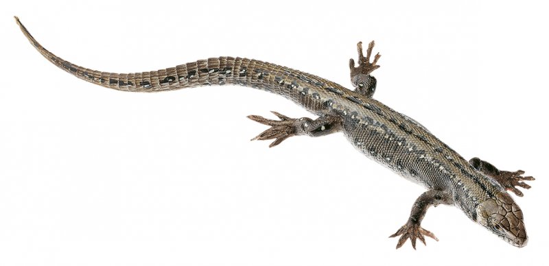 Lézard vivipare, femelle