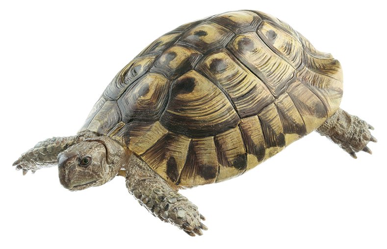 Griechische Landschildkröte, Männchen