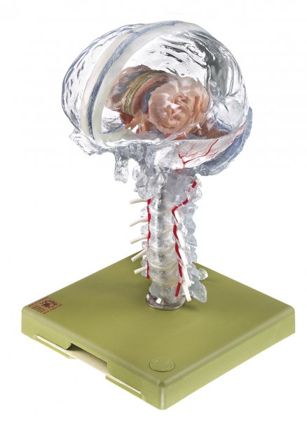 Modelo de cerebro transparente