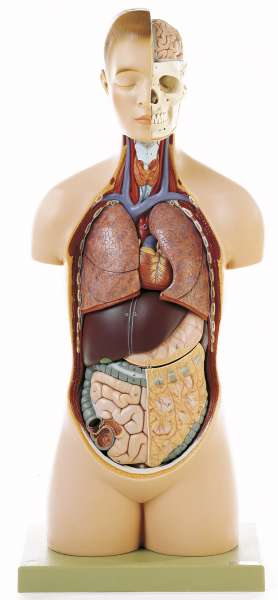 Anatomy models | SOMSO®
