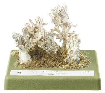 Kammförmige Koralle