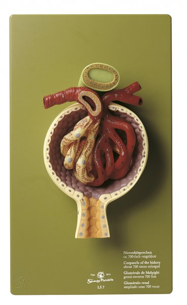 Corpuscolo renale (glomerulus)