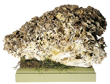 Polypore en ombelle; exemplaire géant