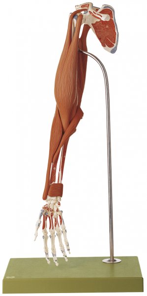 Modelo de demostración de la musculatura del brazo