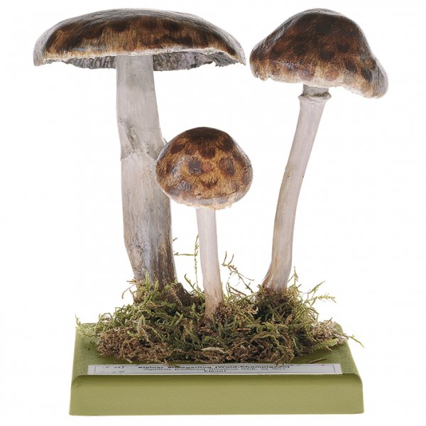 Agaric des forêts