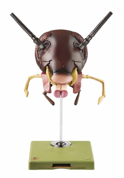 Model of the Head of a Cockroach