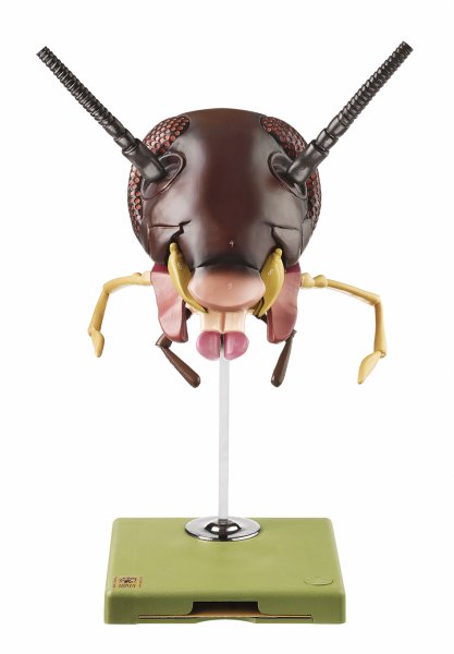 Cabeza de cucaracha