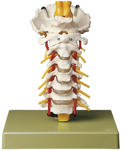 Columna vertebral cervical