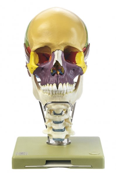 Modelo de cráneo de 18 piezas con columna vertebral cervical y hueso hioides