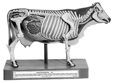 Modelo de demostración del bovino