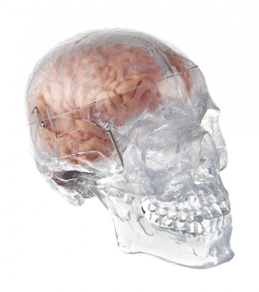 Modèle de crâne transparent d’un individu masculin, avec cerveau en 8 parties