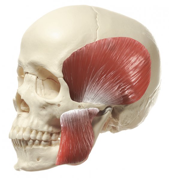 Modelo de cráneo de 14 piezas con musculatura masticatoria