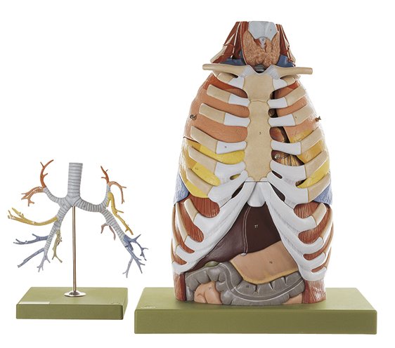 Anatomie de la cage thoracique