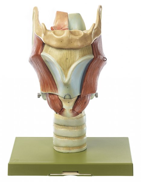 Larynx (modèle pour enseignement en amphithéâtre)