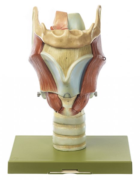 Larynx