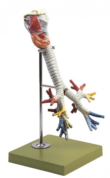 Larynx with Trachea