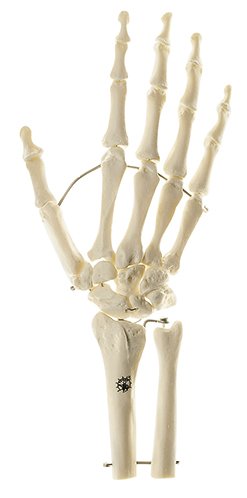 Esqueleto de la mano con inicio del antebrazo (montaje con alambre)