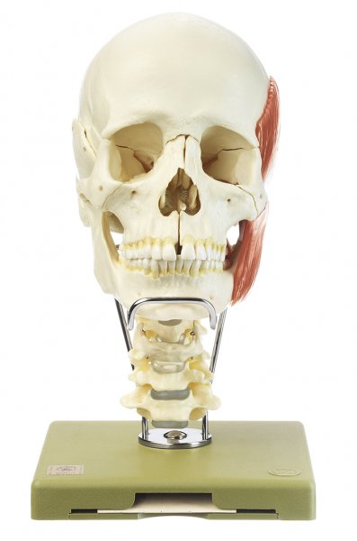 Modelo de cráneo de 18 piezas con musculatura masticatoria, columna vertebral cervical y hueso hioides