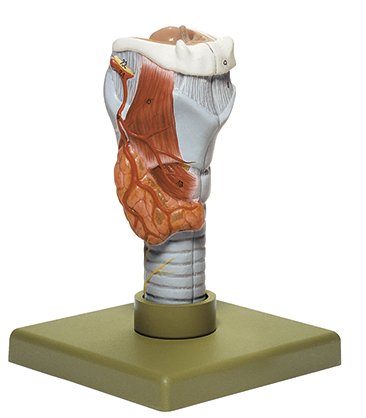 Larynx