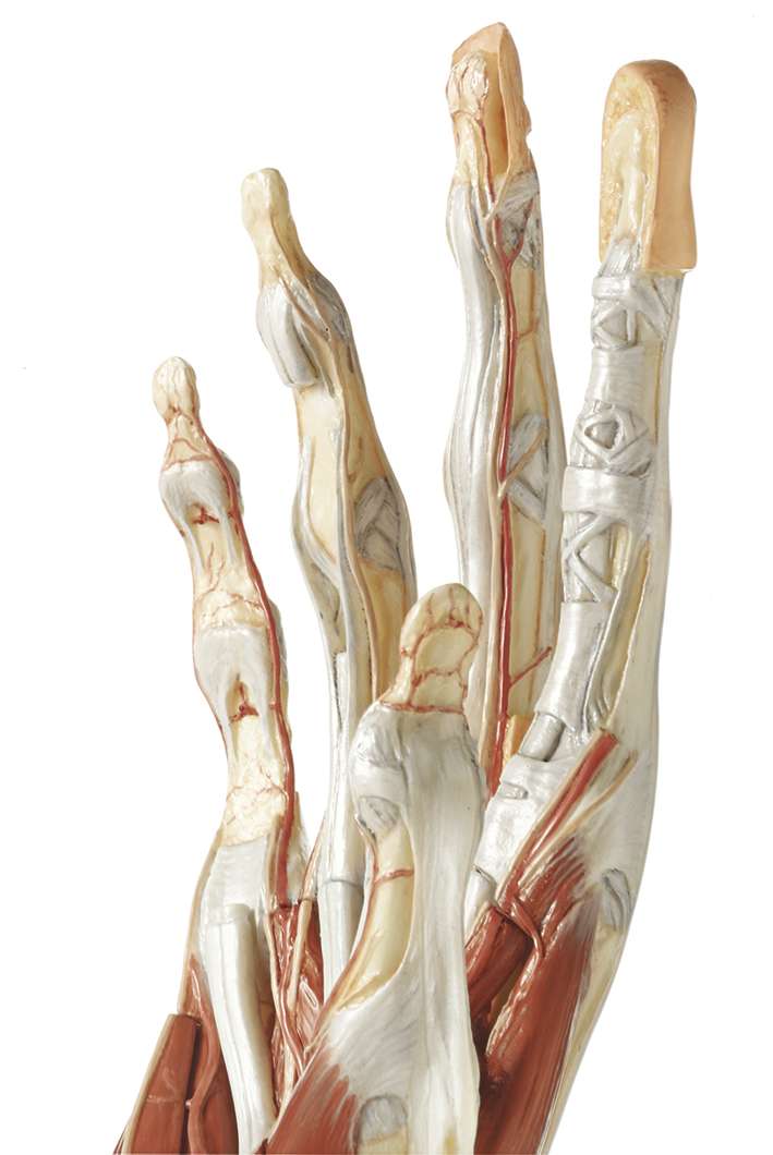【極美品】SOMSO ソムソ 手関節 骨模型 ゴム可動 解剖 ドイツ製 教材 Surgical Hand Model (NS 13/1) · Anatomy models | SOMSO®