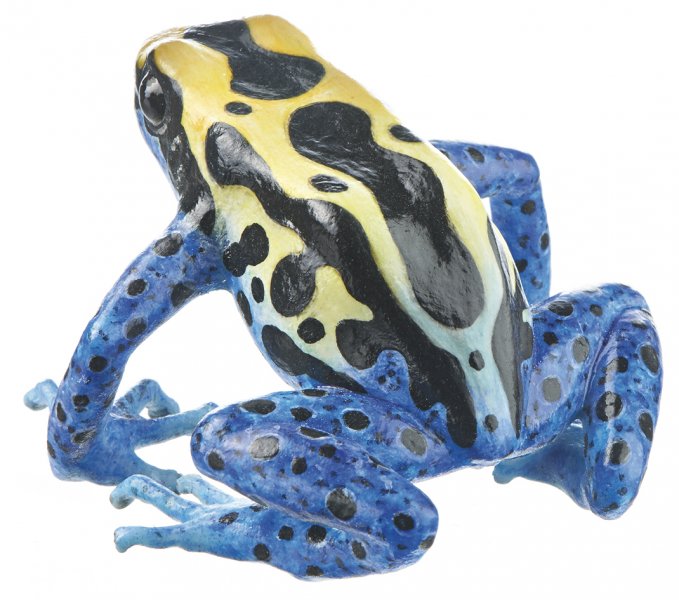 Dyeing Poison Dart Frog