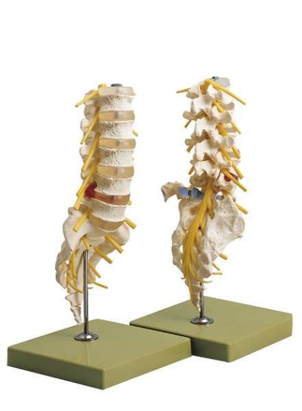Segments of the Spine › Anatomy models | SOMSO®