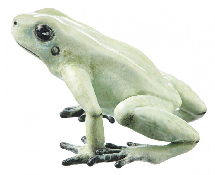 Schrecklicher Pfeilgiftfrosch