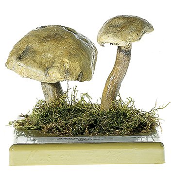 Suillus viscidus