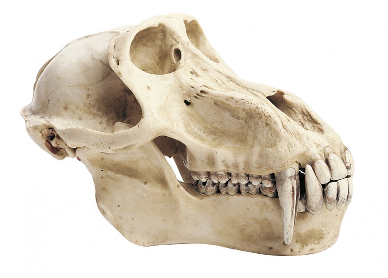 Cranio di babbuino