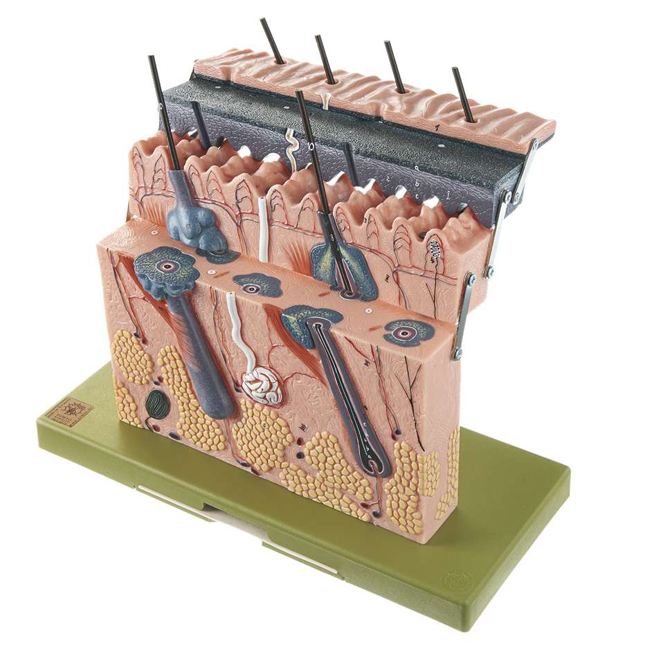 Section of Skin (KS 1) · Anatomy models SOMSO®