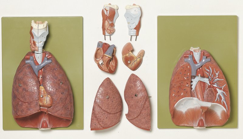 Lungs with Heart, Diaphragm, and Larynx