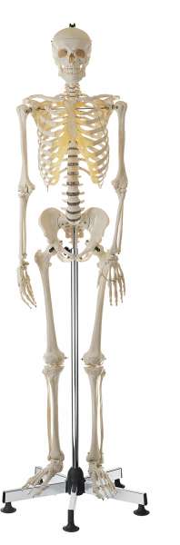 Bone Models › Anatomy models | SOMSO®