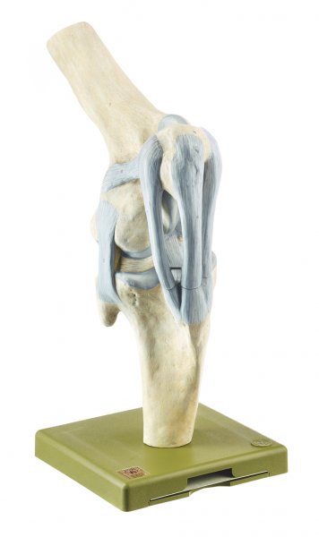 Knee Joint of the Horse
