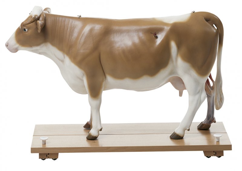 Modelo bovino