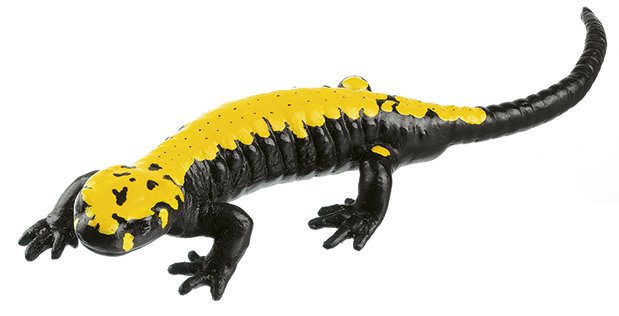 Golden Alpine Salamander