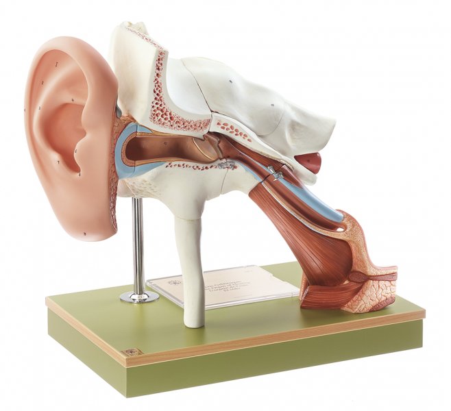 Órgano auditivo con pabellón auricular