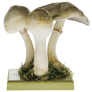 Agaricus silvicola