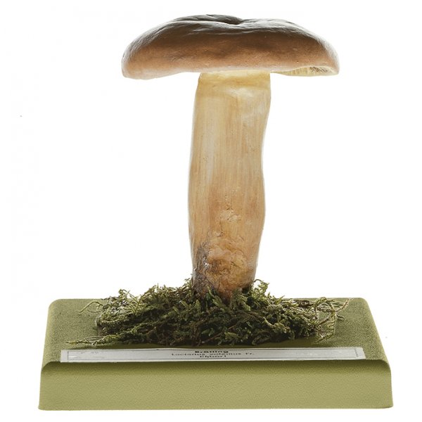 Weeping Milk Cap