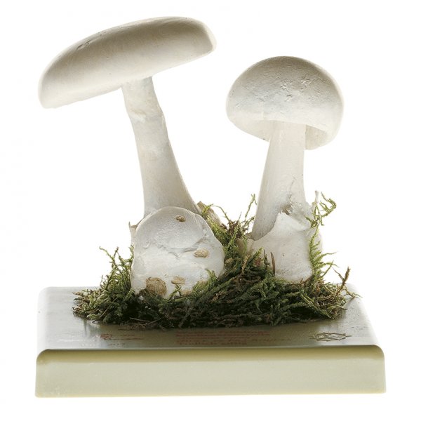 Fool's Mushroom