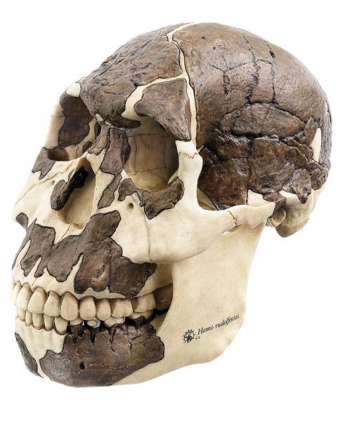 Reconstrucción de cráneo de Homo rudolofensis