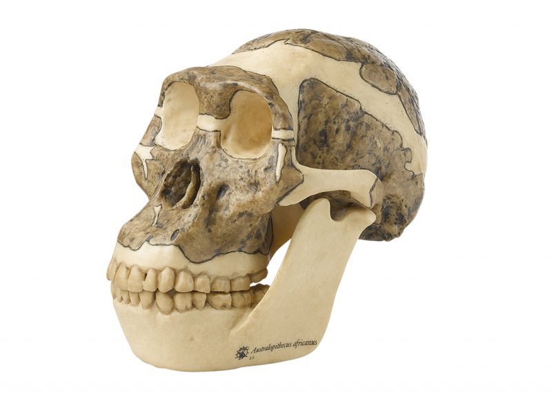 Reconstrucción de cráneo de Australopithecus africanus