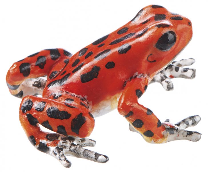 Strawberry Poison Dart Frog