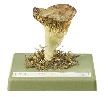 Clitocybe à guttules