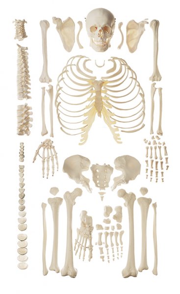 Esqueleto humano sin montar