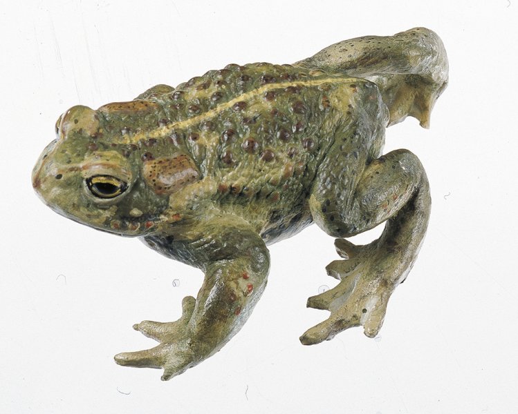 Natterjack Toad